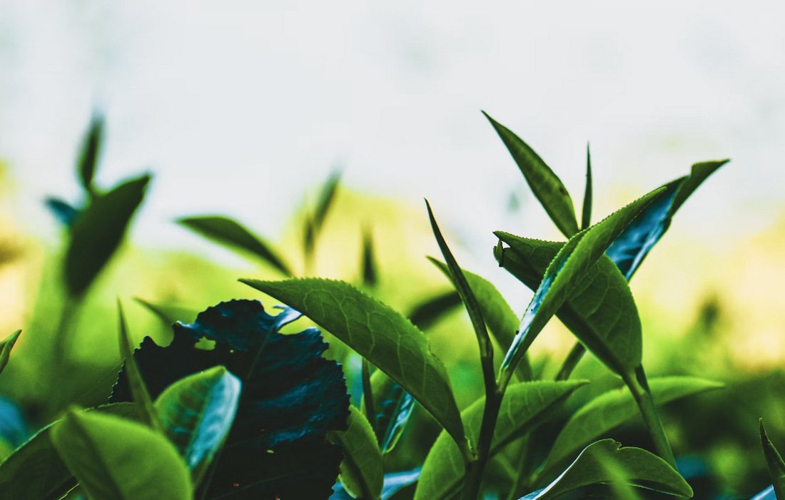 Tea Leaf Theory A Brief History of Tea MDTea